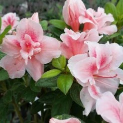 Autumn Belle® Encore® Azalea Shrub 10 Autumn Belle® Encore® Azalea Shrub -Garden Plant Store Autumn Belle Encore Azalea FGT 3