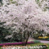 Autumn Cherry Tree -Garden Plant Store Autumn Cherry FGT 600x600 0a00e24a 5b3d 4b30 baff 43950c877f56