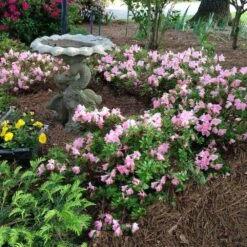 Autumn Debutante® Encore® Azalea -Garden Plant Store Autumn Debutante Encore 1