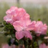 Autumn Debutante® Encore® Azalea -Garden Plant Store Autumn Debutante Encore FGT 600x600 35b13a59 d650 4ece bdbc dda26d308139