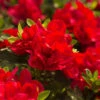 Autumn Bonfire® Encore® Azalea -Garden Plant Store Autumn Encore Bonfire Azaleas FGT 600x600 147cd5f8 8f45 4bd9 8912 f2d9ab08b90f