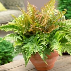 Sunset Hues House Plant Kit 12 Sunset Hues House Plant Kit -Garden Plant Store Autumn Fern 1 4cb64db0 0944 4a6e a0be 5101c594c915