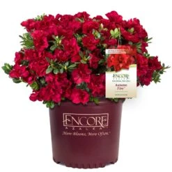 Autumn Fire® Encore® Azalea Shrub 12 Autumn Fire® Encore® Azalea Shrub -Garden Plant Store Autumn Fire Encore Azalea 1