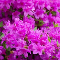 Autumn Royalty® Encore® Azalea 8 Autumn Royalty® Encore® Azalea -Garden Plant Store Autumn Royalty Encore Azalea 3 FGT