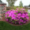 Autumn Royalty® Encore® Azalea -Garden Plant Store Autumn Royalty Encore Azalea 600x600 FGT
