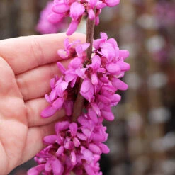 Avondale Redbud Tree 11 Avondale Redbud Tree -Garden Plant Store Avodale redbud 4