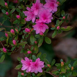 Karen Azalea Shrub 7 Karen Azalea Shrub -Garden Plant Store Azalea Karen 1