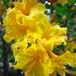 Lemon Lights Azalea Shrub 9 Lemon Lights Azalea Shrub -Garden Plant Store Azalea Lemon lights 2