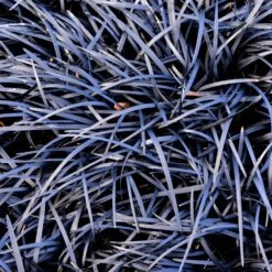 Black Mondo Grass -Garden Plant Store BLack Mondo Grass 1 FGT