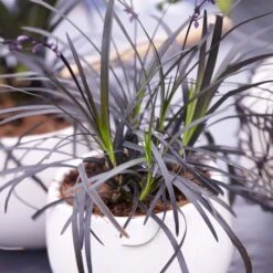 Black Mondo Grass -Garden Plant Store BLack Mondo Grass 4 FGT