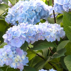 Blue Enchantress® Hydrangea 9 Blue Enchantress® Hydrangea -Garden Plant Store BLue Enchantress Hydrangea 1 BB
