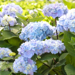 Blue Enchantress® Hydrangea 10 Blue Enchantress® Hydrangea -Garden Plant Store BLue Enchantress Hydrangea 2 FGT