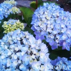 Blue Enchantress® Hydrangea 11 Blue Enchantress® Hydrangea -Garden Plant Store BLue Enchantress Hydrangea 4 FGT