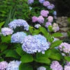 Blue Enchantress® Hydrangea -Garden Plant Store BLue Enchantress Hydrangea FGT 600x600 7b5d35ff 1f6a 471d a8d4 9a9c6618ba67