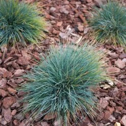 Blue Fescue Grass 8 Blue Fescue Grass -Garden Plant Store BLue Fescue Grass 3 FGT