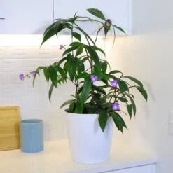 Weeping Blue Ginger Plant -Garden Plant Store BLue Ginger 4 FGT