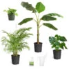 Boho House Plant Kit 1 Boho House Plant Kit -Garden Plant Store BOho 600x600 c18f6f40 a706 4683 8d4d 6247365c24ef