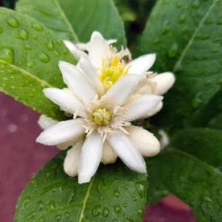 Buddha's Hand Citron 12 Buddha's Hand Citron -Garden Plant Store BUddhas Hand Citrus 4