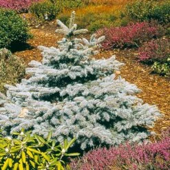 Baby Blue Spruce Tree 7 Baby Blue Spruce Tree -Garden Plant Store Baby Blue 2