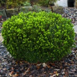Baby Gem™ Boxwood Shrub 13 Baby Gem™ Boxwood Shrub -Garden Plant Store Baby Gem 1