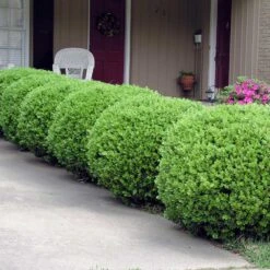 Baby Gem™ Boxwood Shrub 11 Baby Gem™ Boxwood Shrub -Garden Plant Store Baby Gem 2