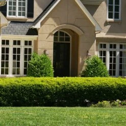 Baby Gem™ Boxwood Shrub 10 Baby Gem™ Boxwood Shrub -Garden Plant Store Baby Gem 4