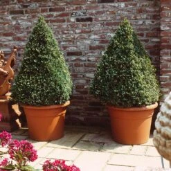 Baby Gem™ Boxwood Shrub 12 Baby Gem™ Boxwood Shrub -Garden Plant Store Baby Gem 6