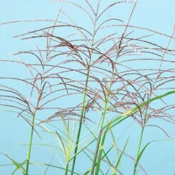 Miscanthus Bandwidth (Chinese Silver Grass) -Garden Plant Store Bandwidth Maiden Grass 2