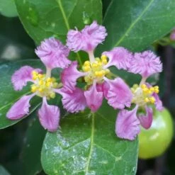Barbados 'Acerola' Cherry -Garden Plant Store Barbadoes Cherry 1