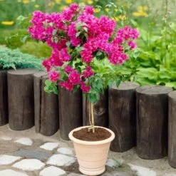 Barbara Karst Bougainvillea -Garden Plant Store Barbera Karst Bougainvillea 2 FGT d3e6d740 b572 4723 a5c8 00a17a4aa767