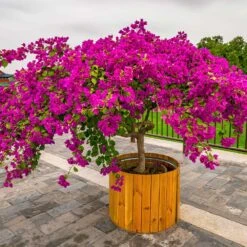 Barbara Karst Bougainvillea -Garden Plant Store Barbera Karst Bougainvillea 5 f4868c53 9510 4e18 9d90 9065f6de5bb5