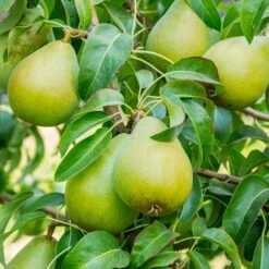 5-in-1 Pear Surprise Tree 9 5-in-1 Pear Surprise Tree -Garden Plant Store Bartlett Pear 3 BB