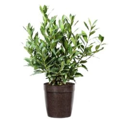Bay Laurel 15 Bay Laurel -Garden Plant Store Bay Laurel 3G Delilah Brown pot