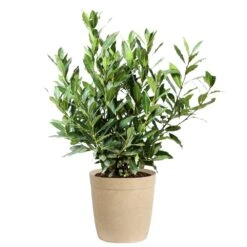 Bay Laurel 16 Bay Laurel -Garden Plant Store Bay Laurel 3G Delilah Tan pot