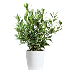 Bay Laurel 18 Bay Laurel -Garden Plant Store Bay Laurel 3G Delilah White pot