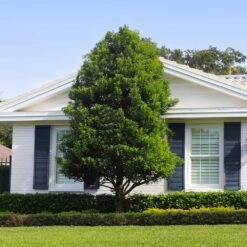 Bay Laurel - USDA Organic 9 Bay Laurel - USDA Organic -Garden Plant Store Bay Laurel Shrub FGT 4