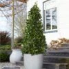 Bay Laurel Tree 1 Bay Laurel Tree -Garden Plant Store Bay Laurel Tree Saratoga 2 600x600 af3ff32b 465d 4a2e a124 03484c3fdd39