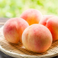 Belle Of Georgia Peach Tree (USDA Organic) -Garden Plant Store Belle of Georgia 1