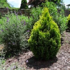 Berckman's Gold Arborvitae 10 Berckman's Gold Arborvitae -Garden Plant Store Berckmans Arborvitae 1 FGT