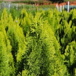 Berckman's Gold Arborvitae 11 Berckman's Gold Arborvitae -Garden Plant Store Berckmans Arborvitae 8