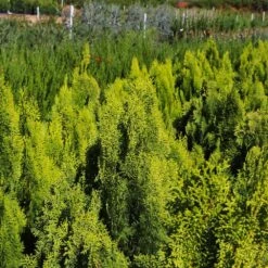 Berckman's Gold Arborvitae 9 Berckman's Gold Arborvitae -Garden Plant Store Berckmans Arborvitae 9