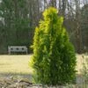 Berckman's Gold Arborvitae -Garden Plant Store Berckmans Arborvitae FGT 600x600 ce6c5eef 9b4c 4e6a b08d bfba171097c6