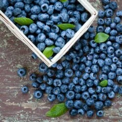 Biloxi Blueberry Bush 7 Biloxi Blueberry Bush -Garden Plant Store Biloxi Blueberry 1