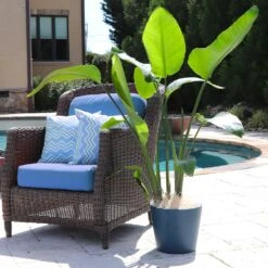 Bird Of Paradise - Orange 12 Bird Of Paradise - Orange -Garden Plant Store Bird of Paradise 5 FGT