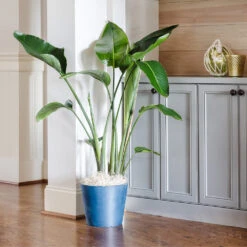 Bird Of Paradise - Orange 13 Bird Of Paradise - Orange -Garden Plant Store Bird of Paradise 9