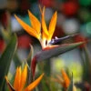 Bird Of Paradise - Orange -Garden Plant Store Bird of Paradise FGT 600x600 45c0b3af 61f2 4c68 bd5b 0a844cfb7027