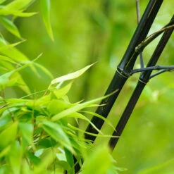 Black Bamboo 12 Black Bamboo -Garden Plant Store Black Bamboo 1 FGT