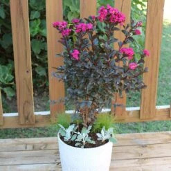 Black Diamond® Crape Myrtle - Mystic Magenta™ -Garden Plant Store Black Diamon Magestic magenta Crape Myrtle 1