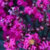 Black Diamond® Crape Myrtle - Mystic Magenta™ -Garden Plant Store Black Diamon Magestic magenta Crape Myrtle 600x600 703dbfb4 ff0a 40c3 b862 7837c7afa96a