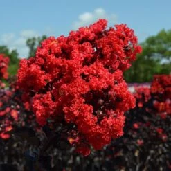 Black Diamond® Crape Myrtle - Best Red™ -Garden Plant Store Black Diamond Crape Myrtle 3 FGT